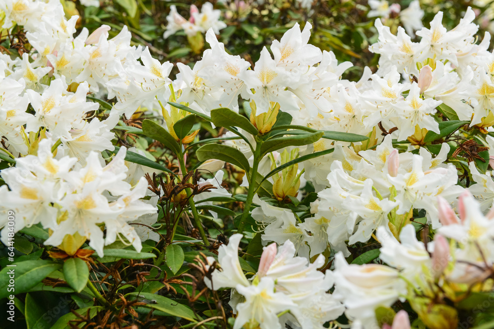 Beautiful white flowers blooming on sunny day, closeup