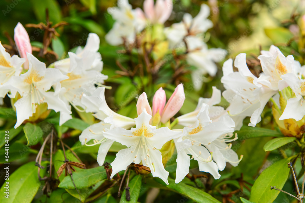 Beautiful white flowers blooming on sunny day, closeup