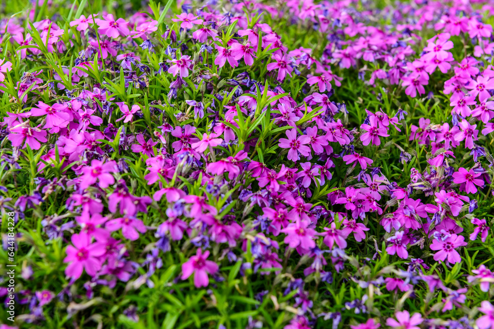 Beautiful purple flowers blooming on sunny day, closeup