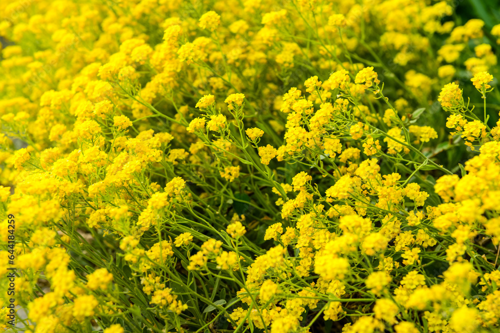 Beautiful yellow flowers blooming on sunny day, closeup