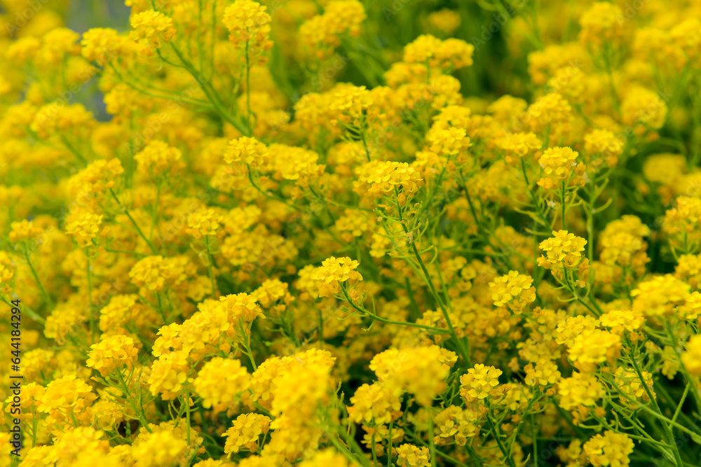 Beautiful yellow flowers blooming on sunny day, closeup