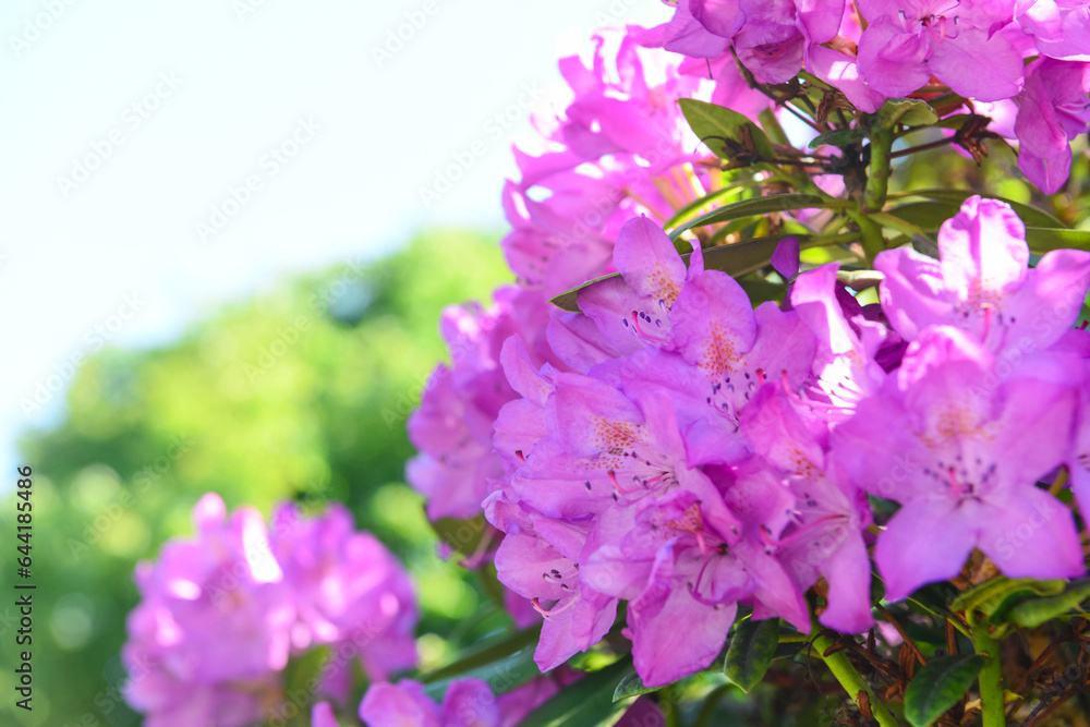 Tree with beautiful pink flowers outdoors, closeup