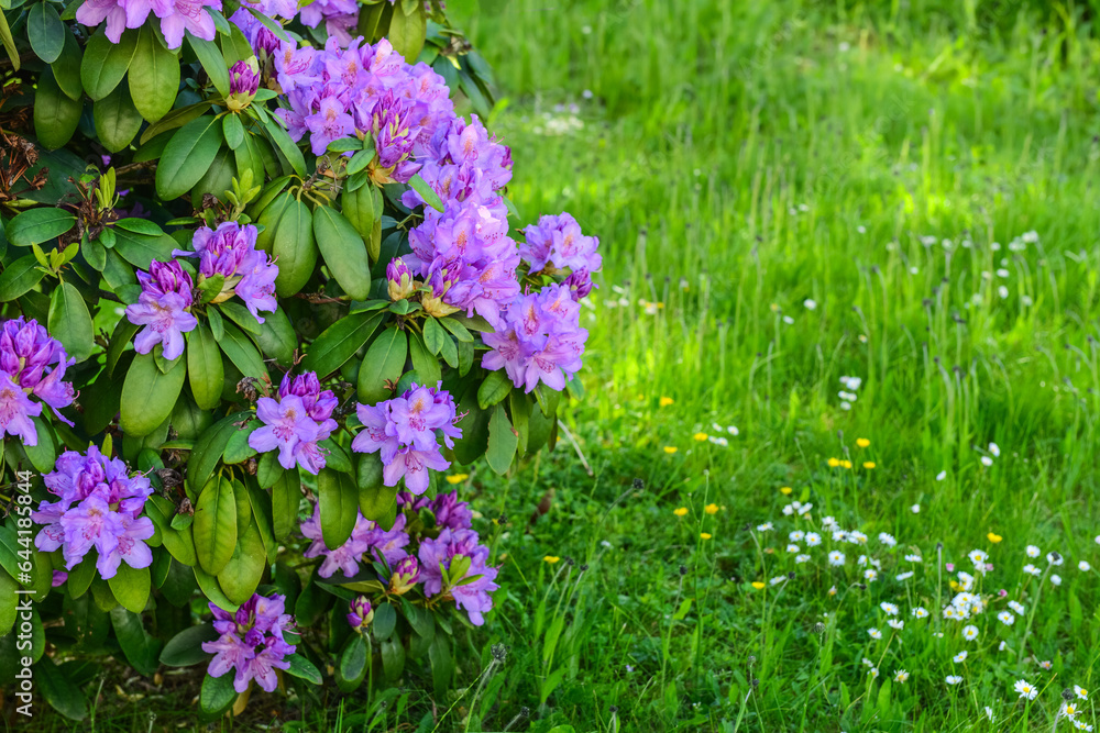 Beautiful Rhododendron with purple flowers outdoors