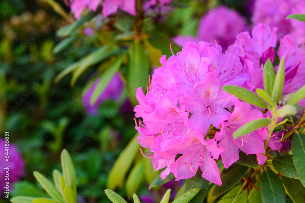 Beautiful pink flowers blooming outdoors, closeup