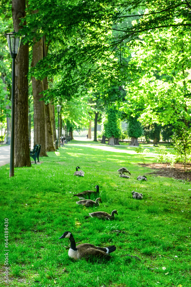 View of ducks on green grass in park