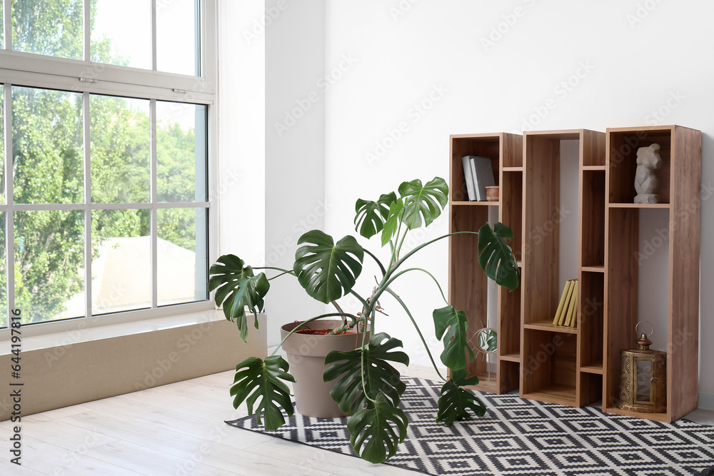 Interior of light room with Monstera houseplant and shelving unit