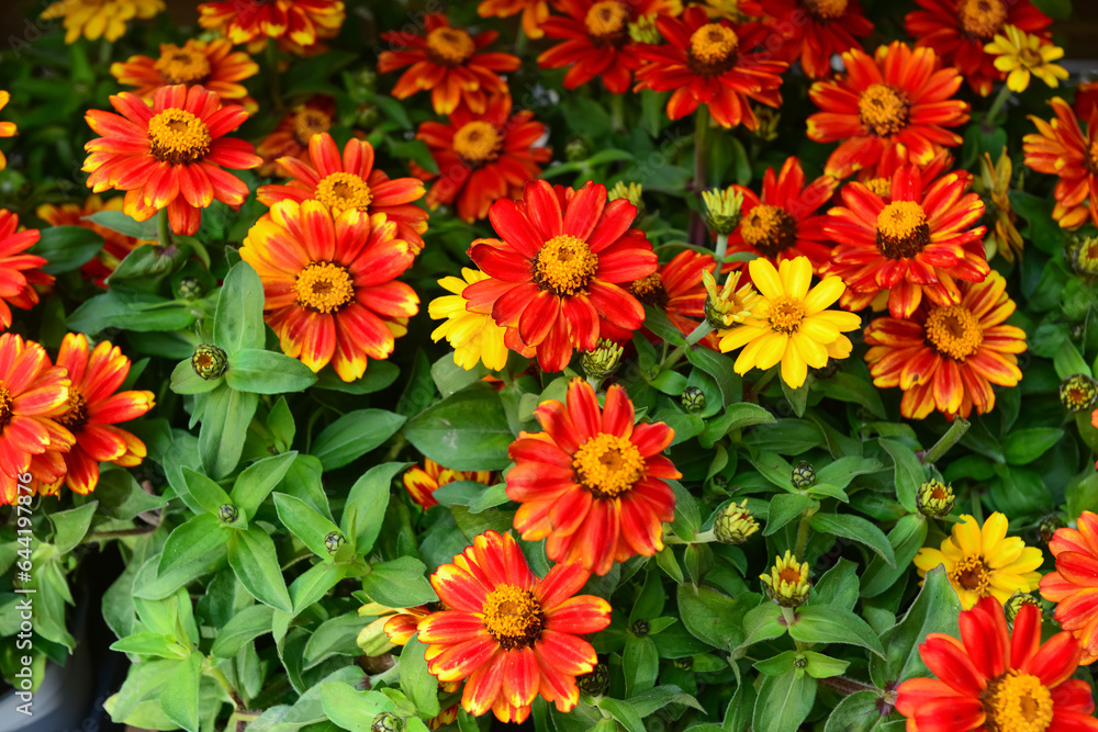 Beautiful zinnia flowers on street market, closeup