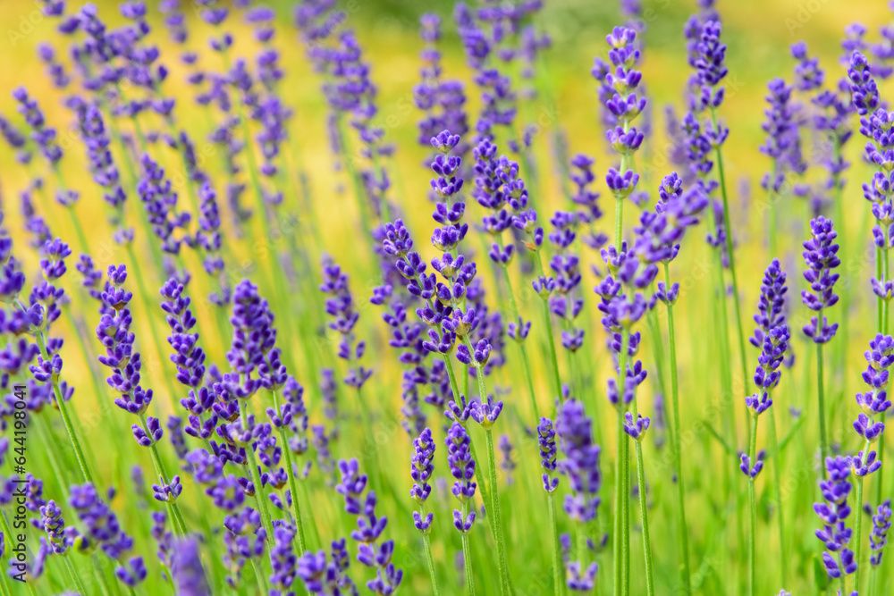 Lavender flowers blooming in field, closeup