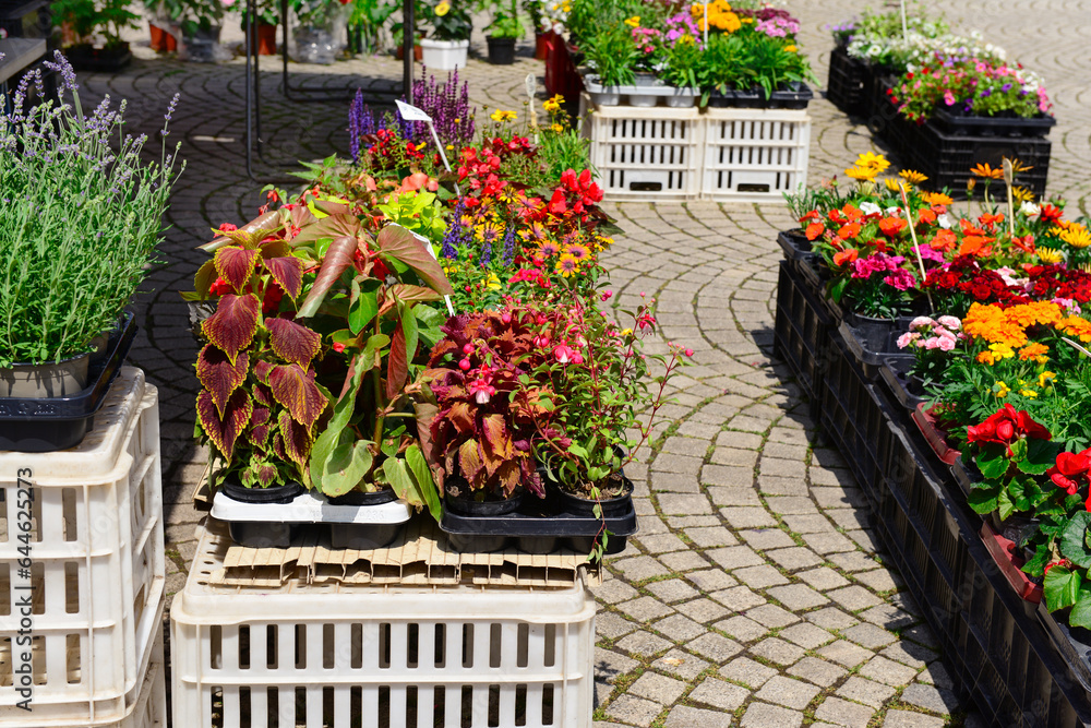 Pots with beautiful flowers on street market