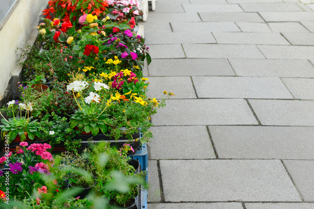 Pots with beautiful flowers on street market