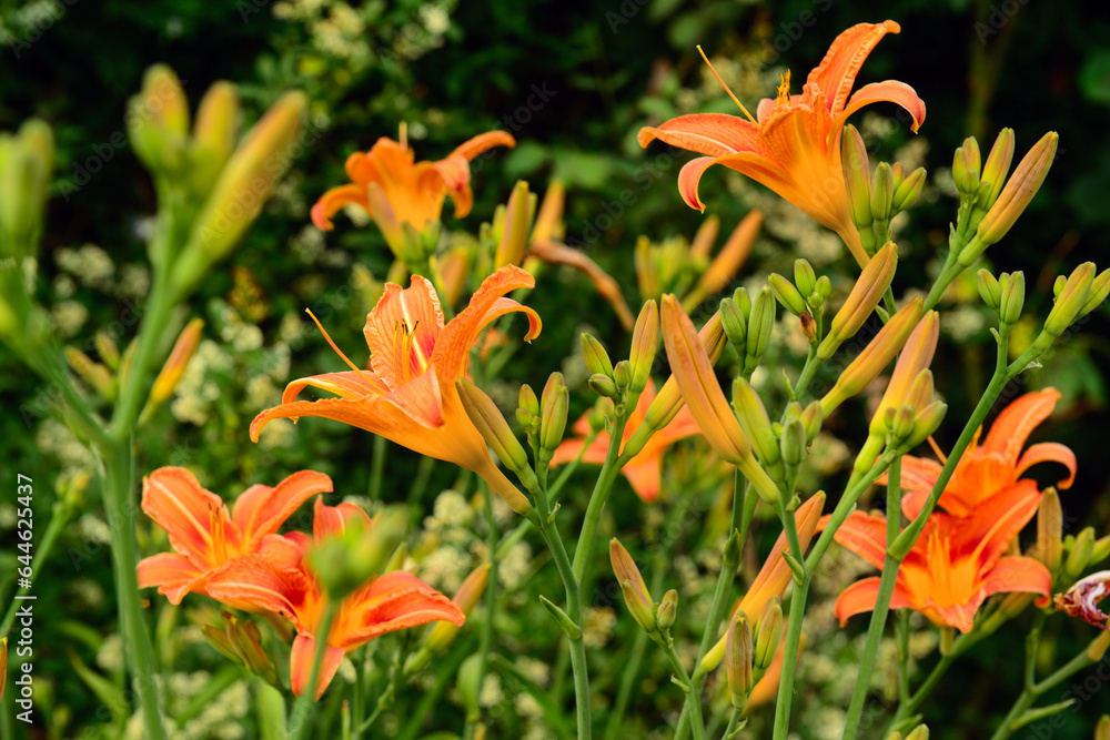 Beautiful orange lily flowers blooming in garden, closeup