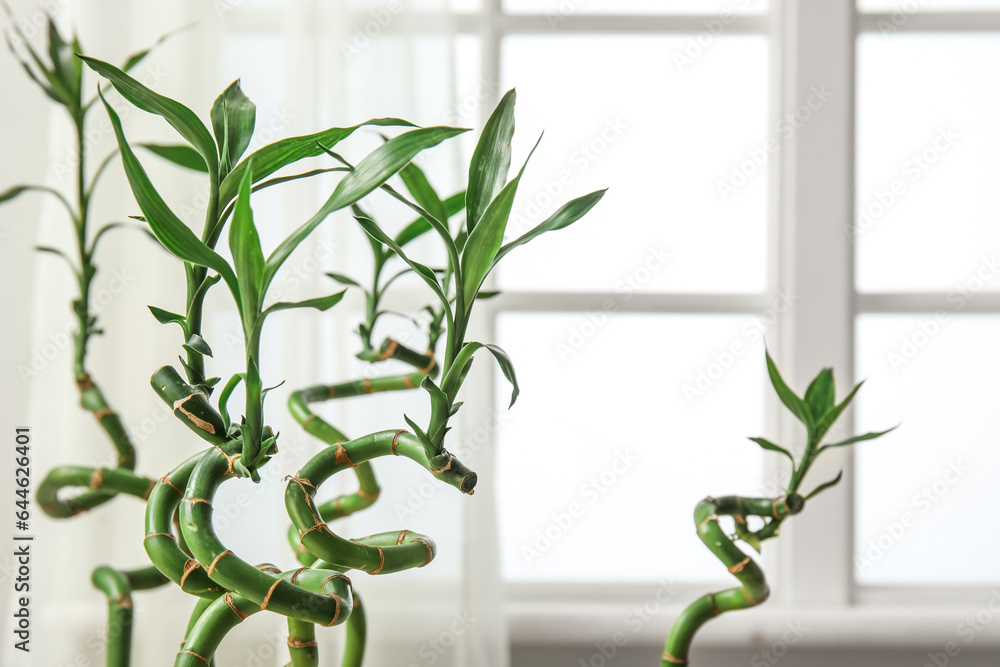 Green bamboo stems against window, closeup