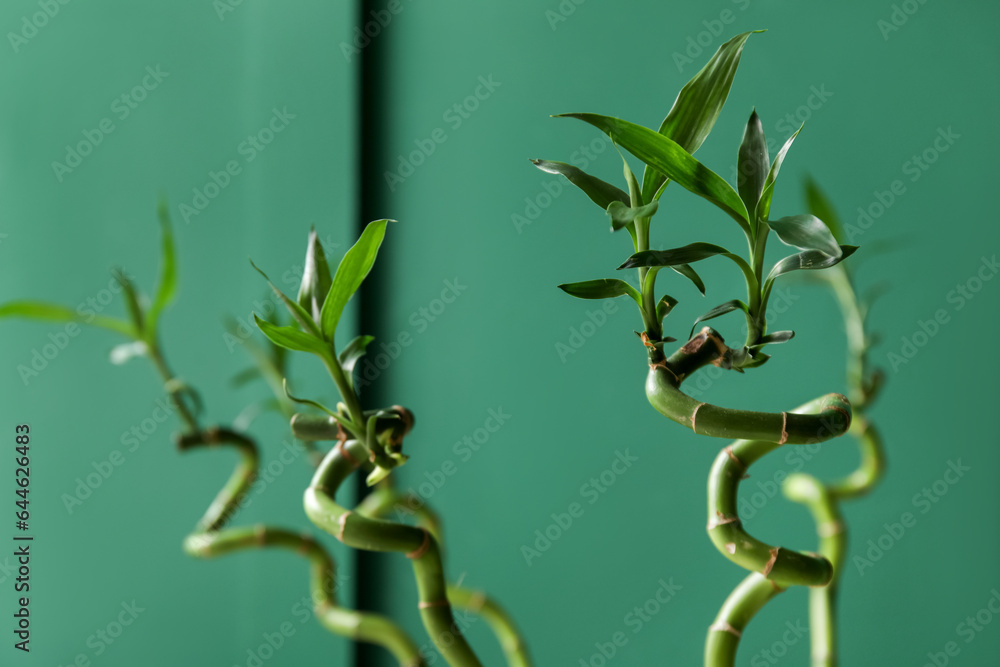 Bamboo stems on color background, closeup