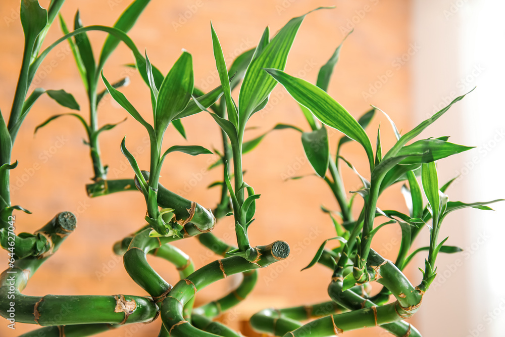 Green bamboo stems in room, closeup