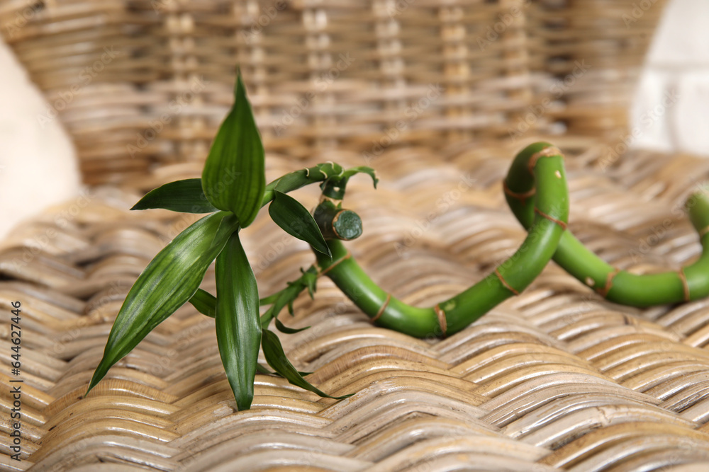 Bamboo stem on rattan armchair, closeup