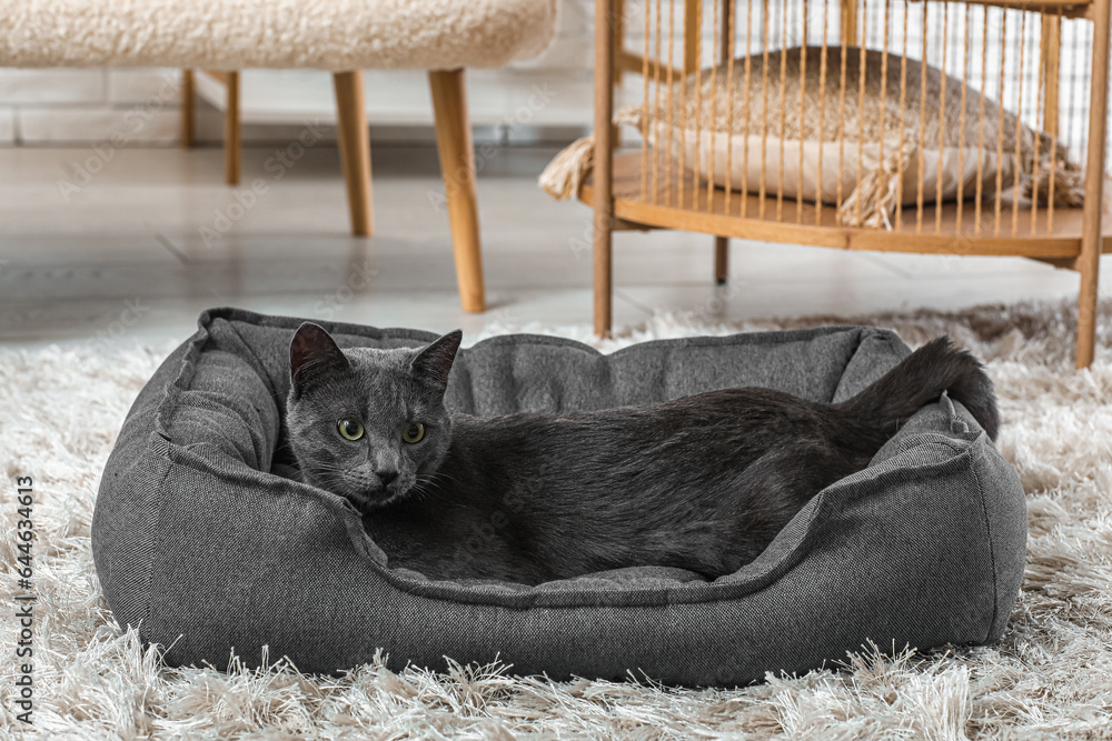 Cute British cat lying in pet bed at home