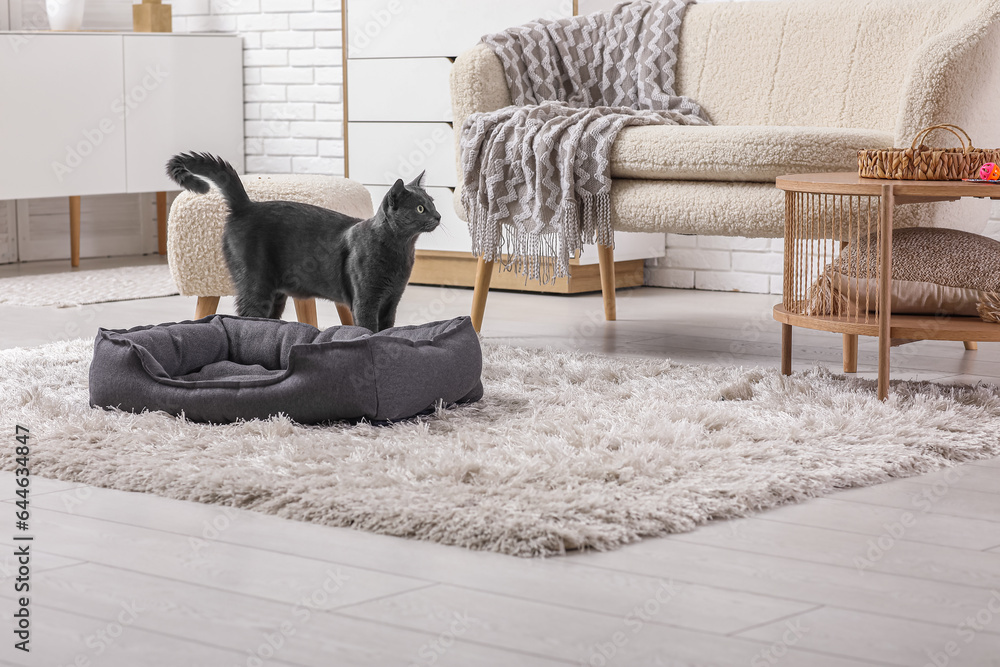 Cute British cat with pet bed in living room at home