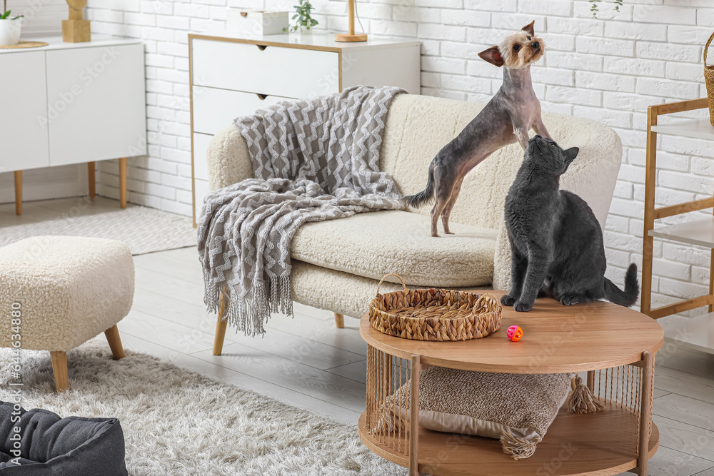 Cute small Yorkshire terrier dog and British cat in living room at home