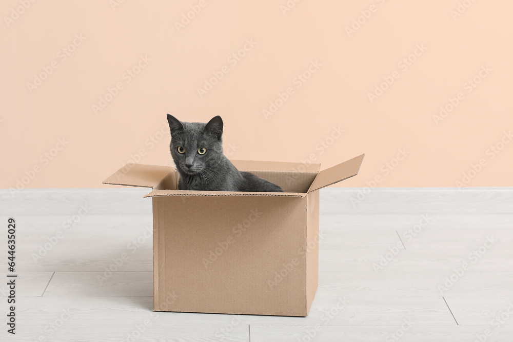 Cute British cat sitting in box on floor near beige wall