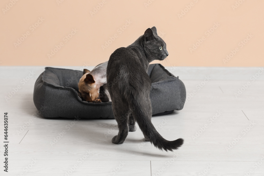 Cute small Yorkshire terrier dog and British cat in pet bed on floor near beige wall