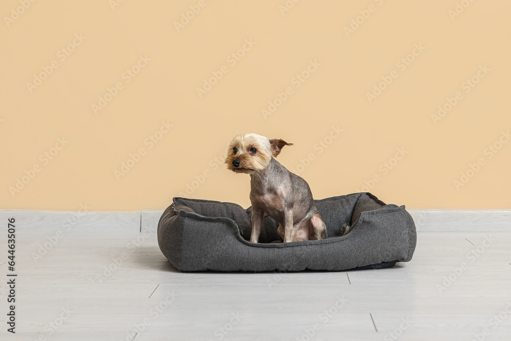 Cute small Yorkshire terrier dog in pet bed on floor near beige wall