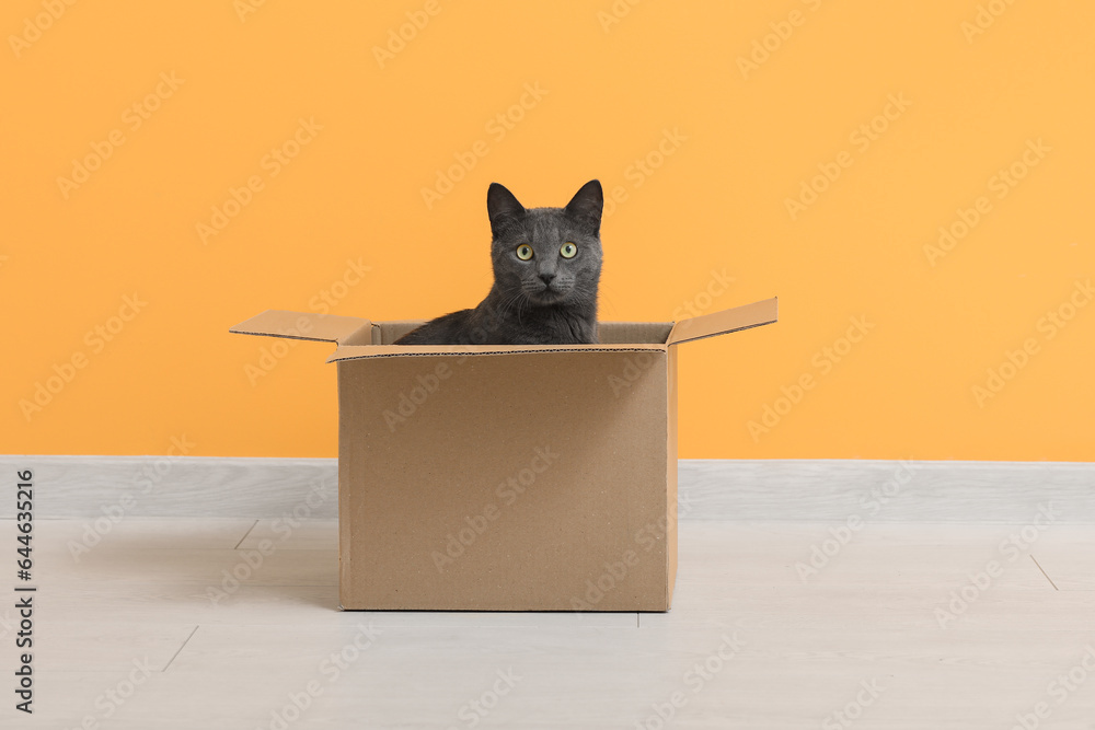 Cute British cat sitting in box on floor near yellow wall