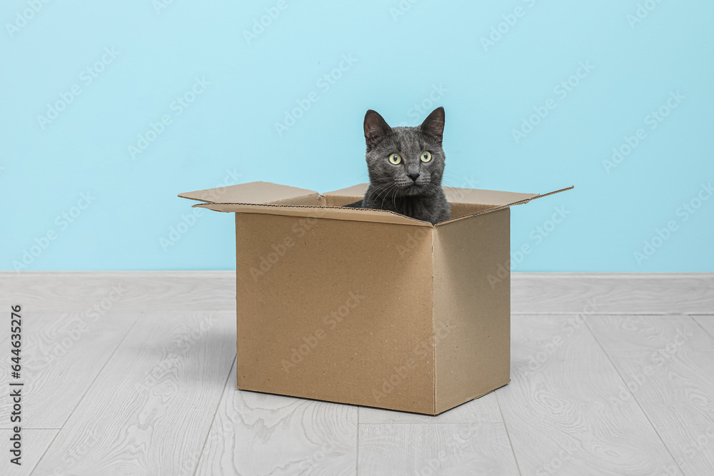 Cute British cat sitting in box on floor near blue wall