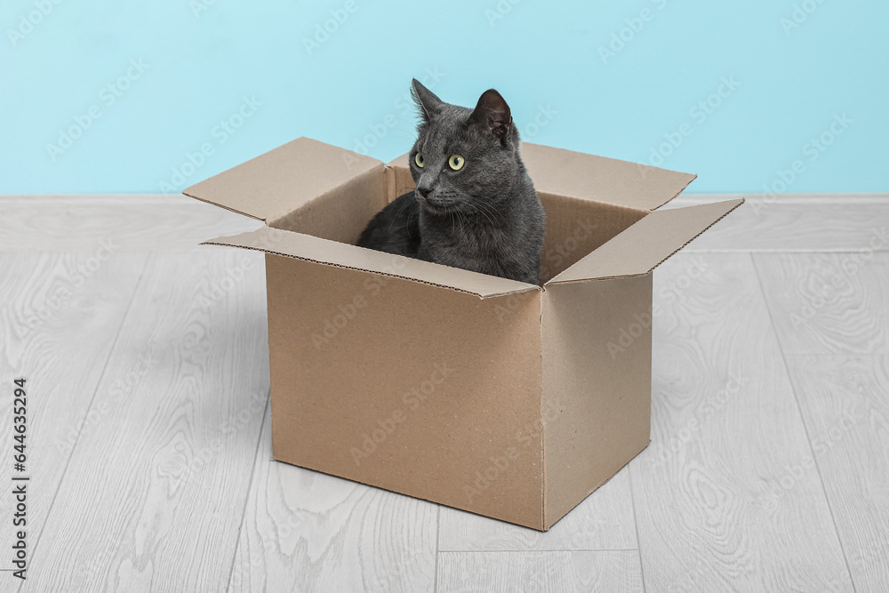 Cute British cat sitting in box on floor near blue wall