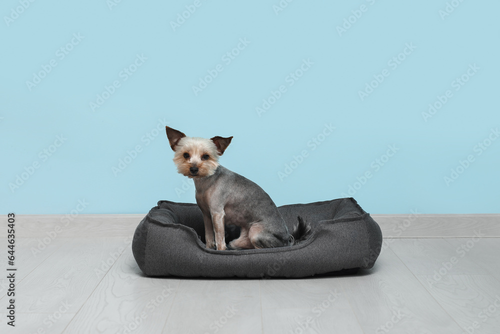 Cute small Yorkshire terrier dog sitting in pet bed on floor near blue wall