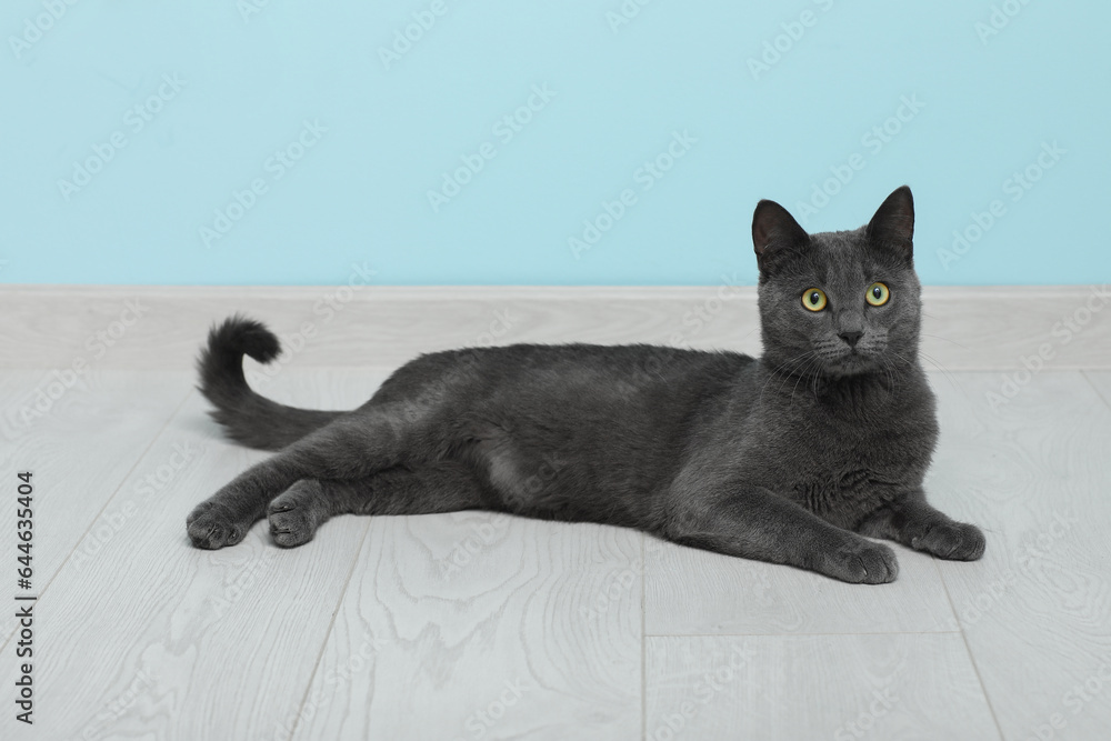 Cute British cat lying on floor near blue wall