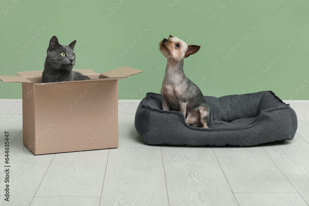 Cute small Yorkshire terrier dog sitting in pet bed and British cat at box on floor near green wall