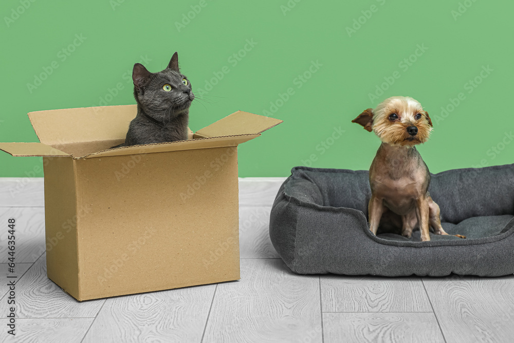 Cute small Yorkshire terrier dog sitting in pet bed and British cat at box on floor near green wall