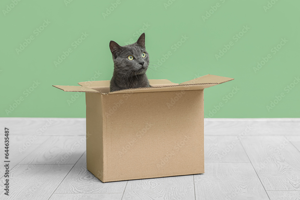 Cute British cat sitting in box on floor near green wall