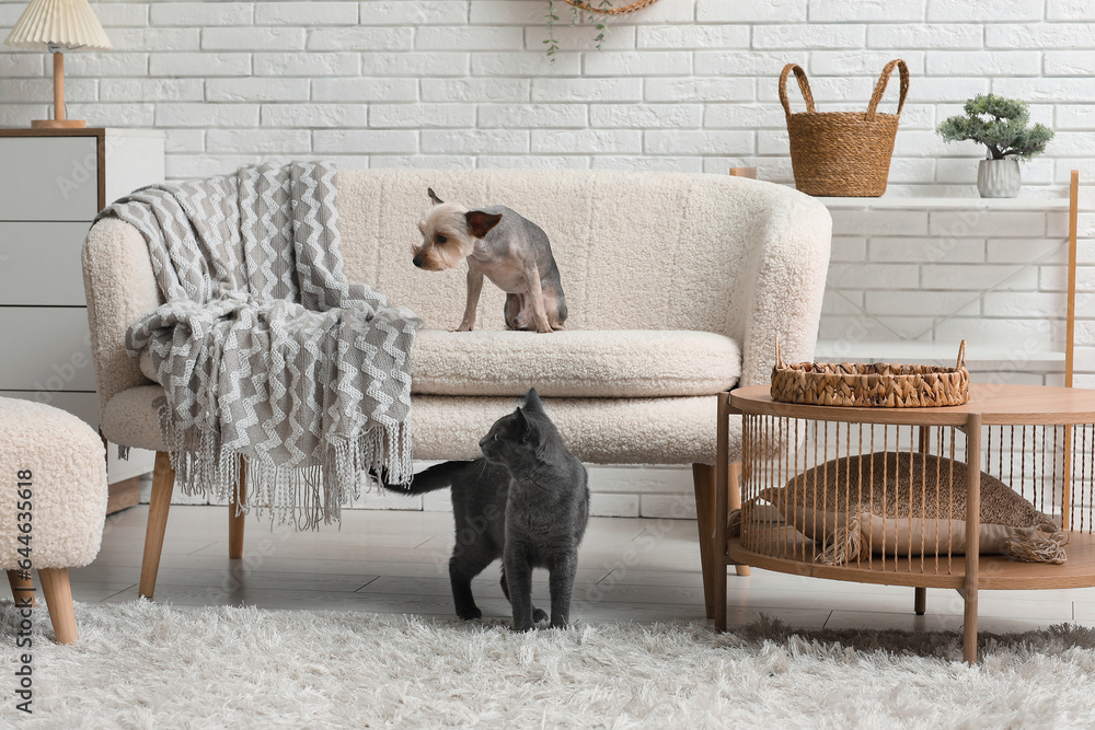 Cute small Yorkshire terrier dog and British cat in living room at home