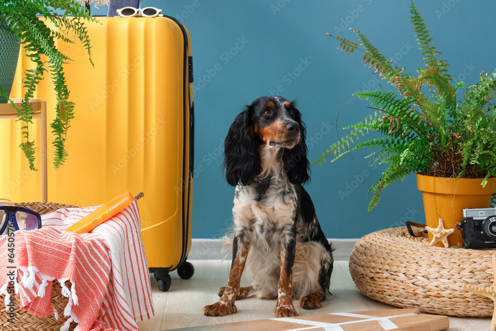 Cute cocker spaniel with surfboard and beach accessories near blue wall