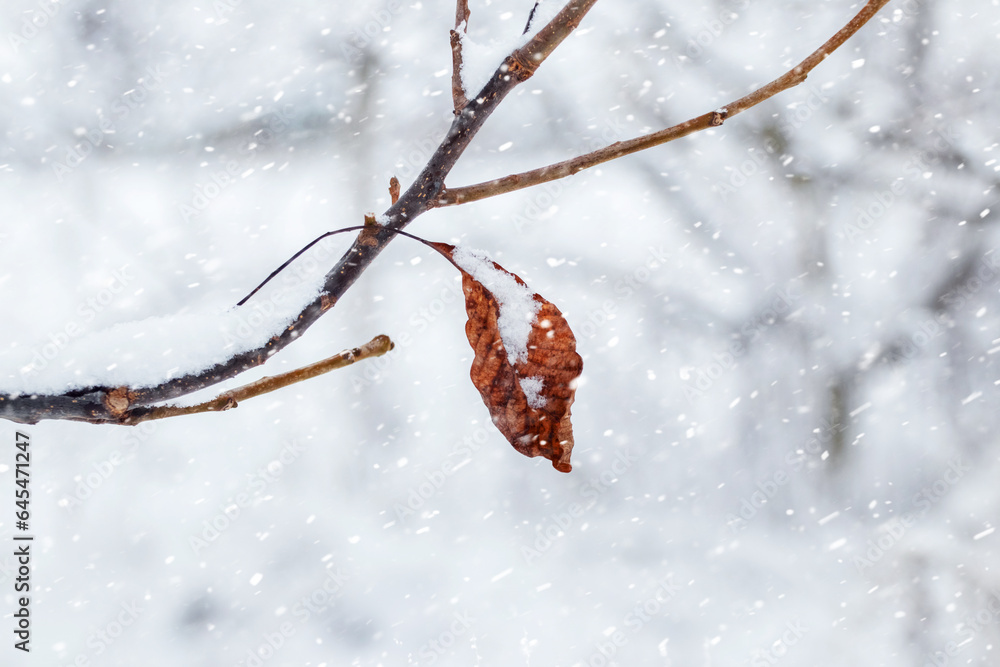 Snow-covered tree branch with a dry leaf in the forest on a blurred background during a snowfall