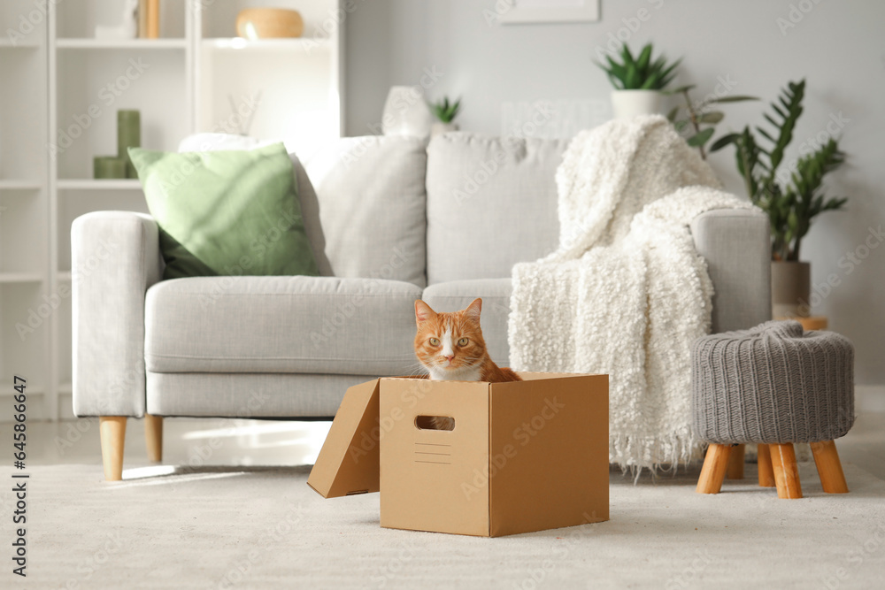 Funny cat in cardboard box at home