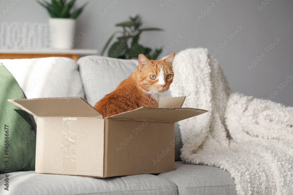 Funny cat in cardboard box on sofa at home