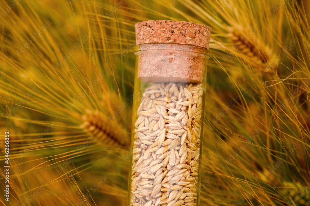 Wheat grains in plastic tube as seed sample