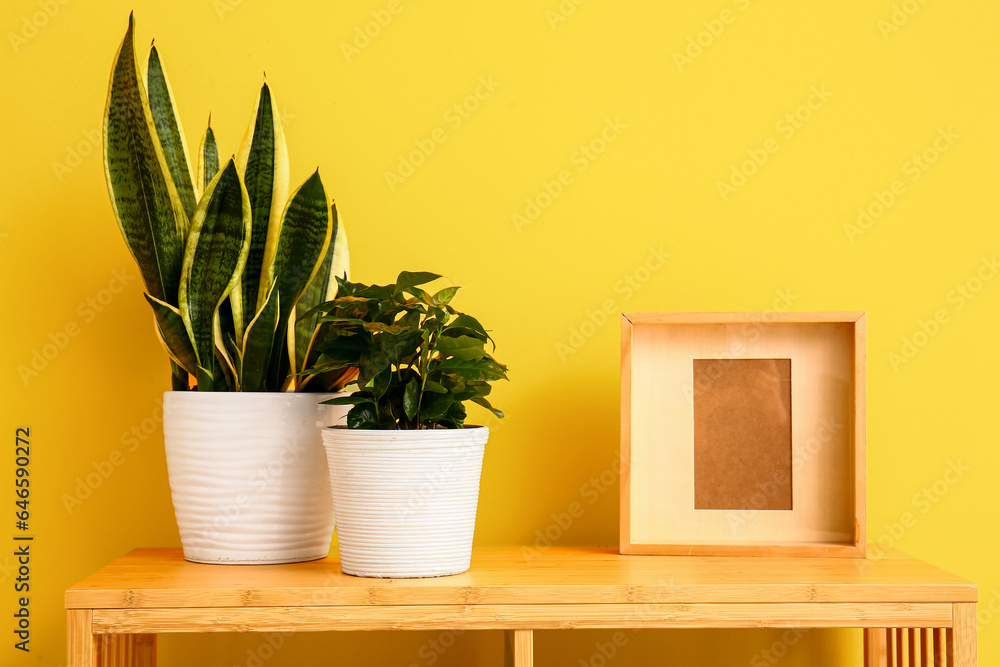 Green houseplants on shelf near yellow wall