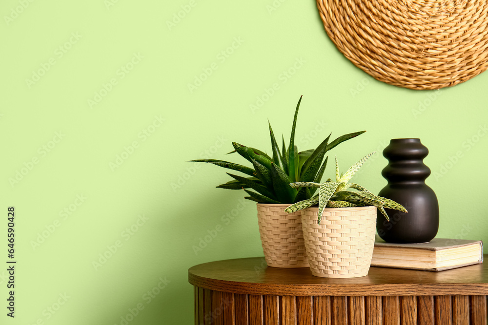 Green houseplants with book on shelf near color wall