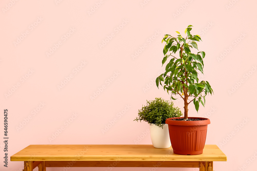 Green houseplants on table near pink wall