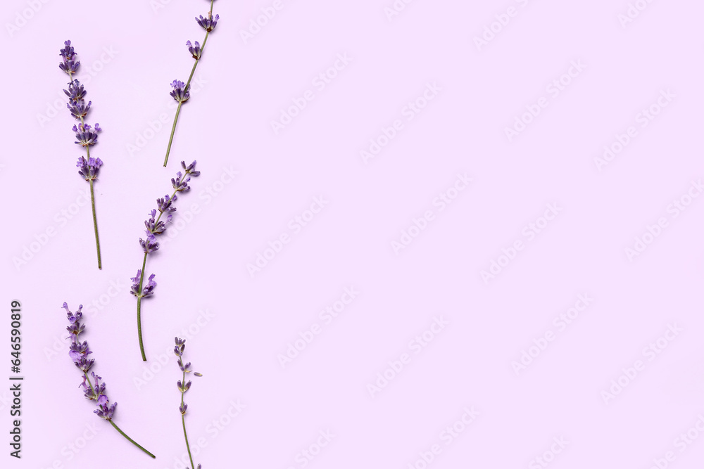 Branches of beautiful lavender flowers on purple background