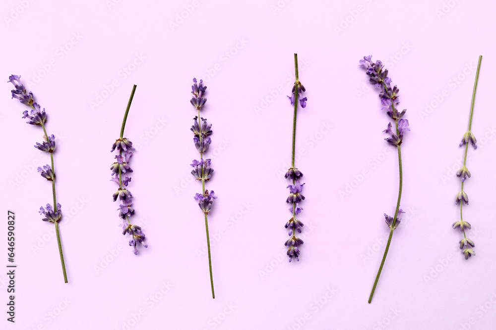 Branches of beautiful lavender flowers on purple background