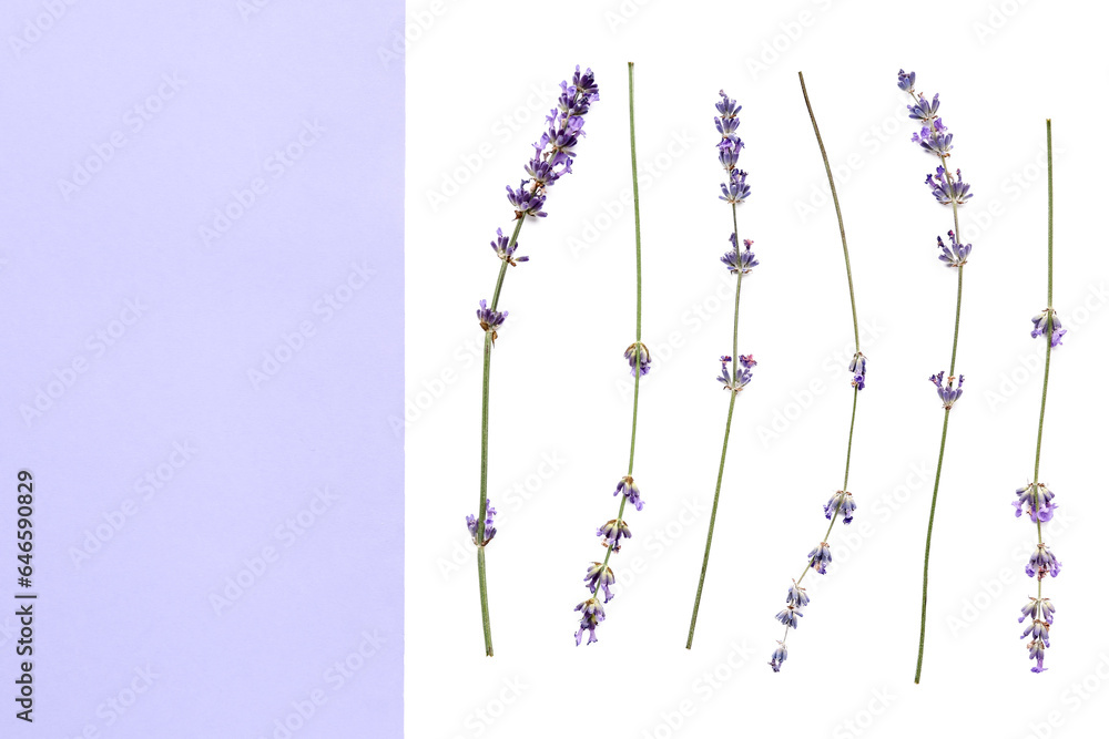 Branches of beautiful lavender flowers on color background