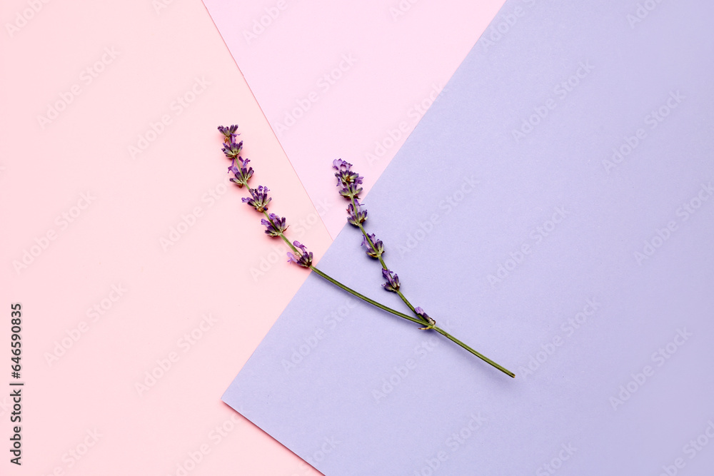 Branches of beautiful lavender flowers on colorful background