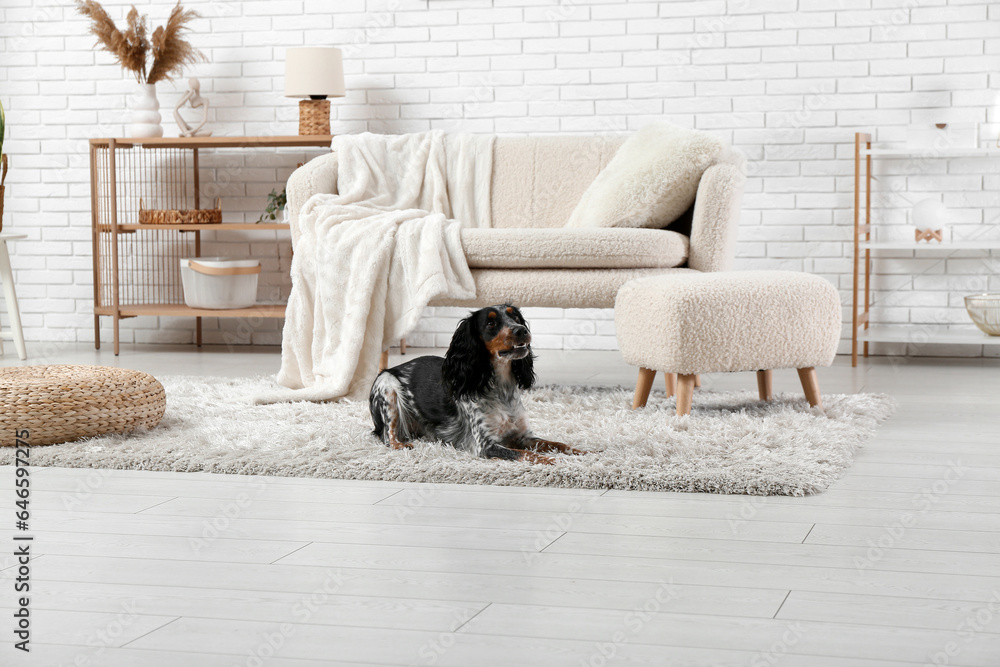 Cute cocker spaniel lying on fluffy carpet in living room