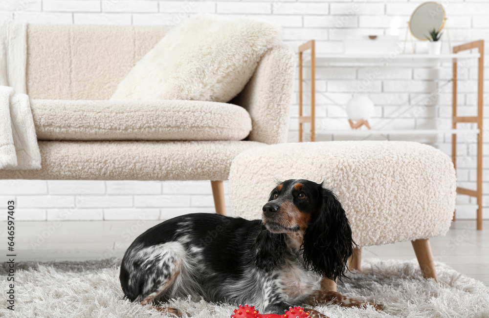 Cute cocker spaniel with toy lying on fluffy carpet in living room