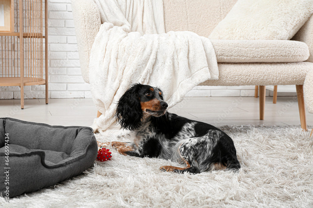 Cute cocker spaniel lying on fluffy carpet in living room