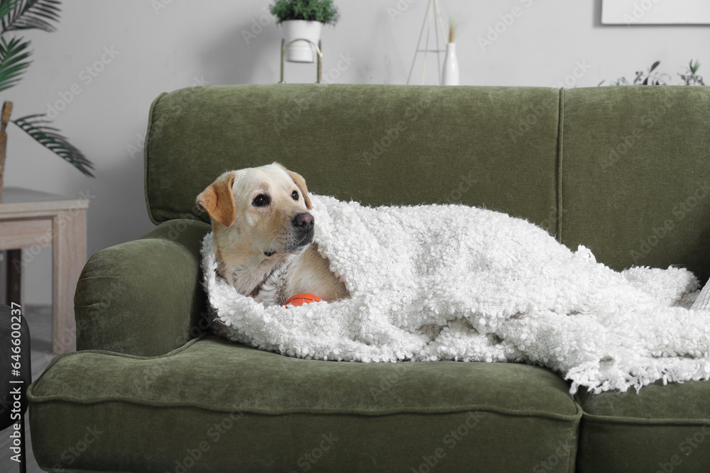 Cute Labrador dog with blanket lying on sofa in living room